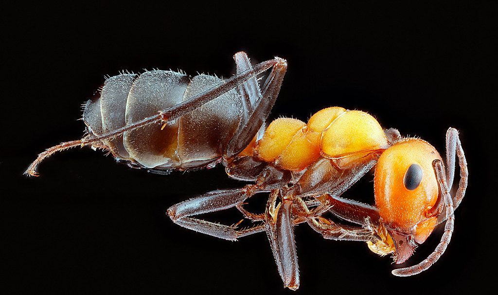 Ant Control service in Huntersville, NC