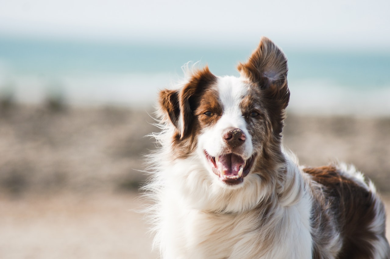 Flea & Tick Control service in Huntersville, NC
