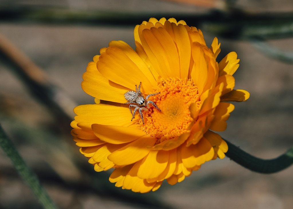 Spider Control service in Huntersville, NC